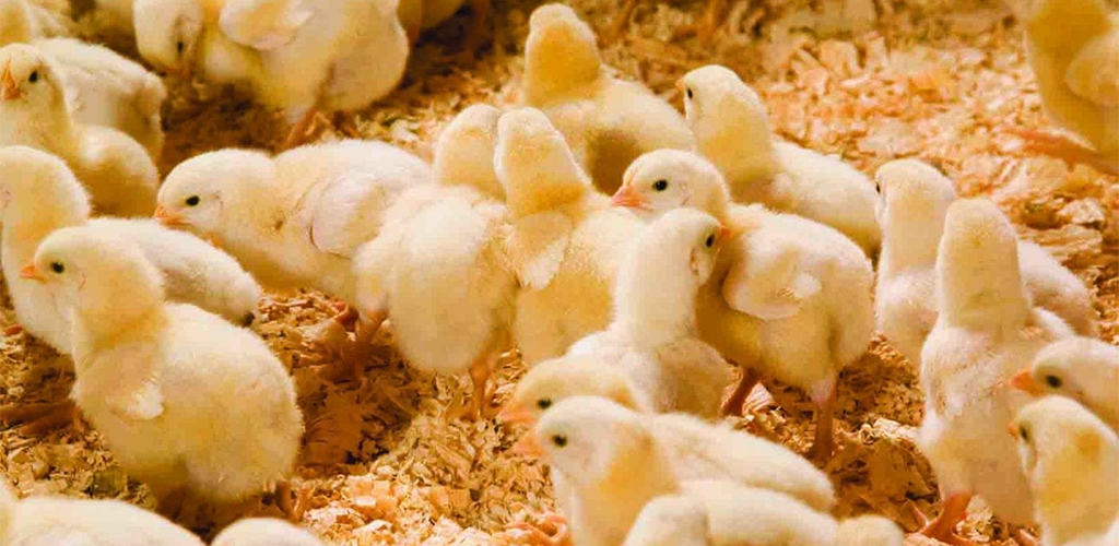 Layer Day-old Chicks