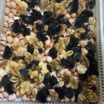 400 F1 Rainbow Chickens: Complete Guide to Starting a Profitable Poultry Project in Uganda