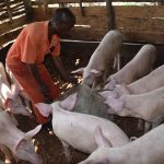 How to Choose the Best Boar for Your Piggery:
