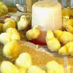 How to Maintain Profits and Minimize Losses in Poultry Farming