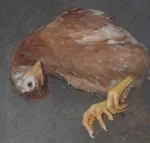 Chicken Losing Balance, Trembling or Twisting Its Neck? Causes, Treatment and Prevention