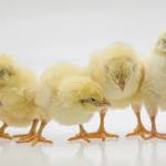 Maximizing Chick Survival Rate: Essential Tips from Aaron Vet Farms
