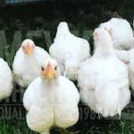How to Maintain Uniform Growth in Poultry Farming