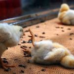 Early Disease Detection in Poultry Farms: How to Identify Poultry Diseases Before They Spread