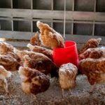 Methods of Using Vitamins in Poultry Farming: A Practical Guide for Farmers