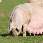 How to Know When a Sow Is Ready for Mating