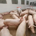 Worm Infestation in Pigs: Signs, Prevention and Control