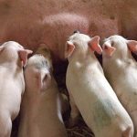 Homemade Pig Feed: Affordable Feeding Options for Farmers in Uganda