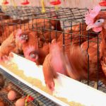 Why Chickens Stop Drinking Water: Causes and Solutions