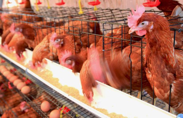 hen, chicken and eggs eating food in farm
