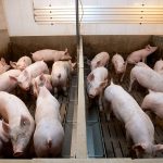 Sustainable Pig Farming Practices for Modern Farmers
