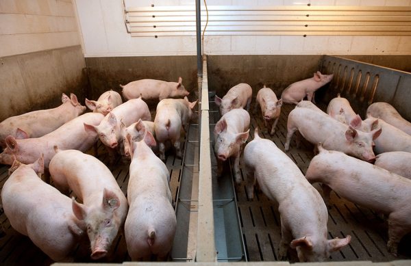 When will the pigs be at a slaughterweight of 120 kg? Knowing helps to determine feed costs and pen space requirements.