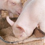 Respiratory Diseases in Pigs: Causes and Prevention