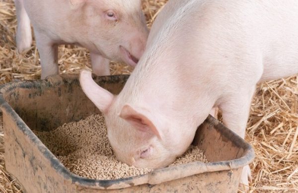 young sow with snout burried in container of pellets