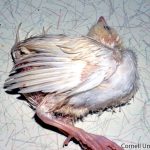 Vitamin E/Selenium and Vitamin B-Complex Deficiency in Poultry: Symptoms, Causes and Prevention