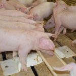 How to Calculate Profit and Loss in Pig Farming:
