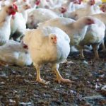 Why Do Vaccination Programs and Schedules for Broilers and Layers Vary?
