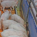 Why You Should Consider Pig Farming Instead of Poultry Farming in Uganda