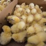 How Long Should You Brood Day-Old Chicks?