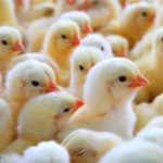 Why the First 7 Days Are Critical for Day-Old Chicks