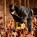 Why Most People Fear Starting Poultry Farming Despite Its Profit Potential