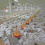How Aloe Vera and Ginger Can Support Poultry with Mild Respiratory or Digestive Discomfort
