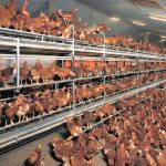 Behavioral Signs to Recognize Early on a Poultry Farm:
