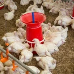 Common Poultry Feeding Mistakes and How to Avoid Them: