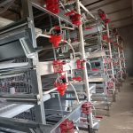 How to Choose Durable Poultry Cages for Uganda’s Climate
