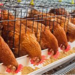 Poultry Feeder Designs for Small-Scale Chicken Farmers: A Complete Guide to Choosing the Best Feeders