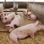 Best Age to Sell Pigs for Maximum Profit:
