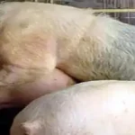 Record Keeping in Pig Farming: What Every Farmer Should Track
