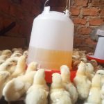 How to Set Up a Brooder for Day-Old Chicks: A Complete Guide for Poultry Farmers