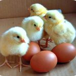 How to Maintain the Right Temperature for Day-Old Chicks