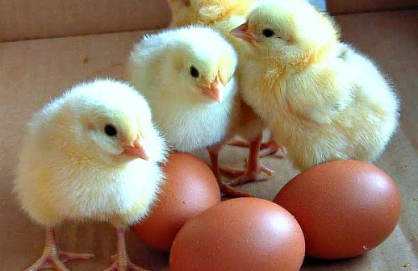 chicksandeggschickenfarmingguideugandaafrica