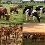 Common Cattle Diseases in Uganda and Their Prevention