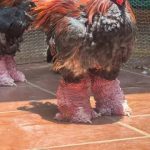 Dong Tao Chickens: Characteristics, Prices, Feeding, and Farming Guide